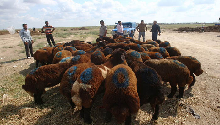 نکات مهم خرید گوسفند زنده سالم از دامداران