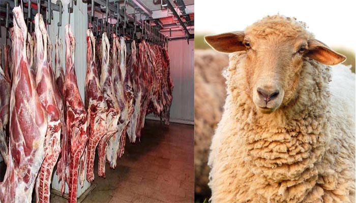 بهترین وزن گوسفند زنده برای کشتار