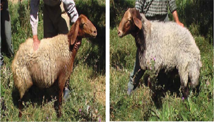 تفاوت گوسفند افشاری و مهربان