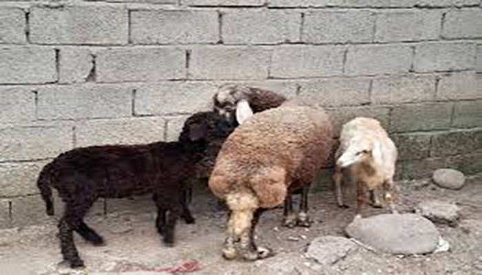 سفارش گوسفند زنده آنلاین