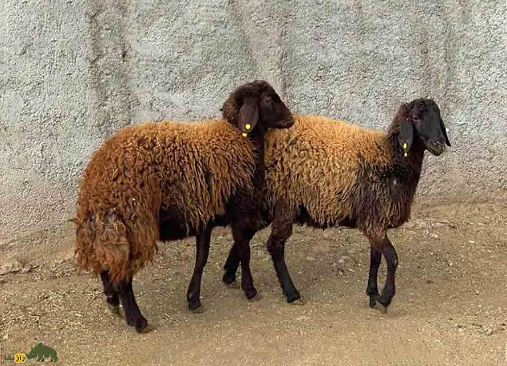 خرید گوسفند زنده از نژاد مهربان
