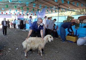 خرید گوسفند زنده برای هیئت در تهران یافت آباد