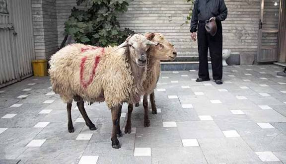 خرید گوسفند زنده برای هیئت در تهران