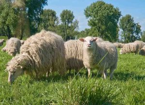 وزن واقعی گوسفند زنده